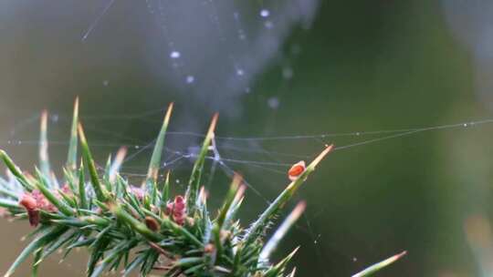 蜘蛛蛛网捕食