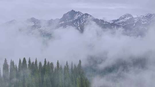 航拍新疆雪山森林风光