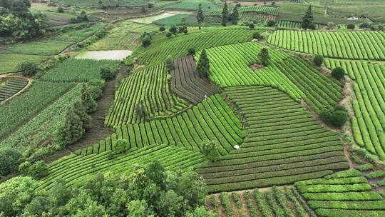 航拍贵州遵义湄潭山野田间夏季茶园风景