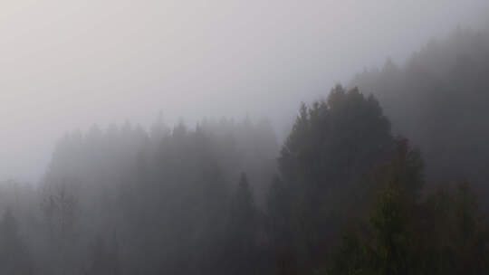柏树林清晨朦胧林雾