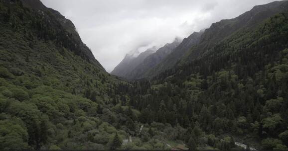 四姑娘山原始森林