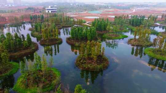 4k湿地公园白鹭栖息航拍