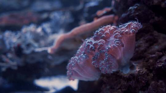 水下的海螺