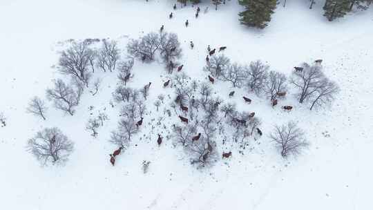 唯美雪原美景 水墨丹青画卷