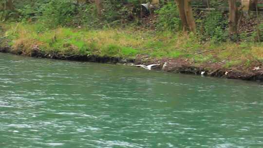 成都江安河湿地春天飞翔的白鹭实拍视频素材模板下载