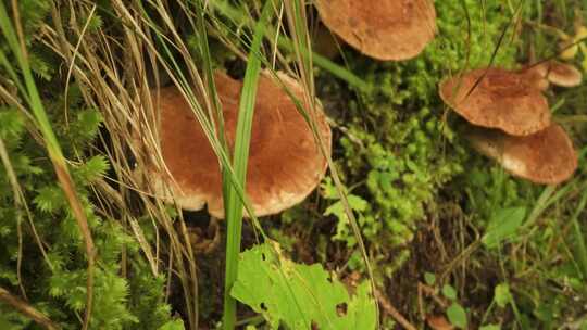 微距拍摄自然状态下蘑菇