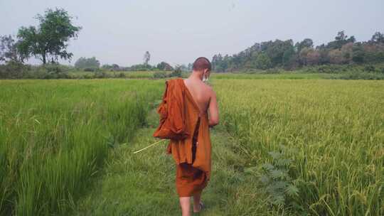 年轻的泰国佛教僧侣，走在水稻田间