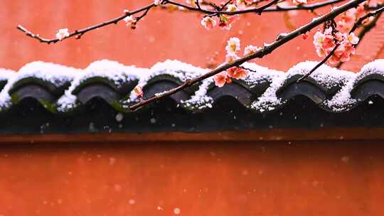 冬天古建筑红墙屋檐下的腊梅雪花飘落