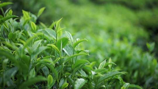 新鲜茶叶特写