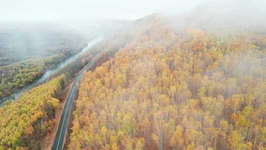 呼伦贝尔森林秋天林场白桦林公路航拍