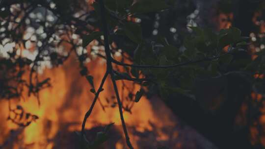 森林山火 森林火灾