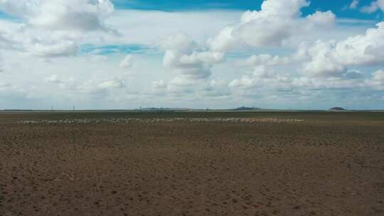 新疆内蒙大草原自然风光羊群放牧视频素材模板下载