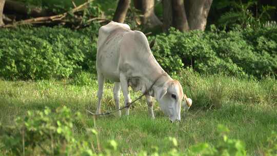 一只牛正在吃草