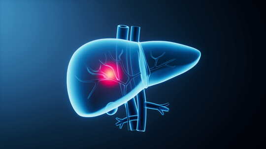 透明生物医学肝脏器官三维渲染