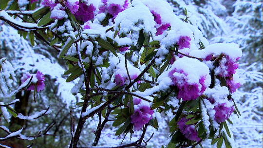 雪后的云南白马雪山花朵