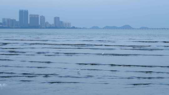 海边海鸥