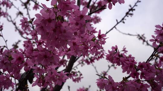 花开 春游踏青 游玩油菜花 公园赏花