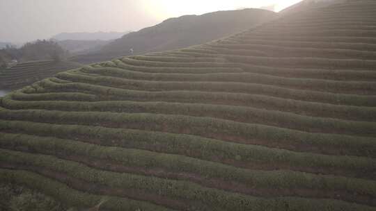 茶山 茶园 采茶