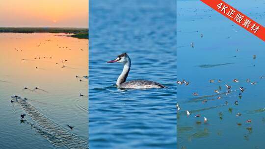 白鹭 鸿雁野鸭 候鸟大雁 湿地珍稀鸟类高清在线视频素材下载