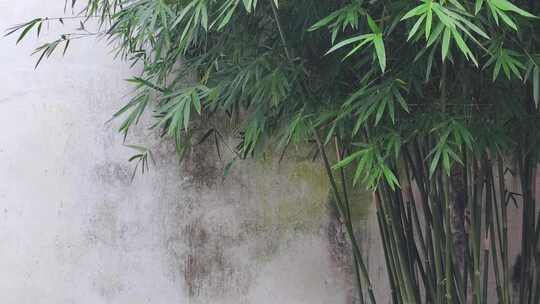 园里一角的竹子