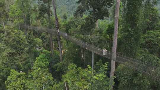 西双版纳勐腊县望天树景区航拍森林吊桥