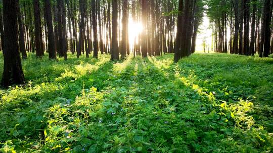 阳光穿过森林的光影和光线
