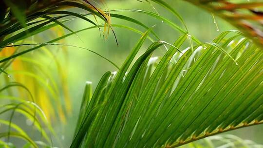 小雨下的棕榈叶