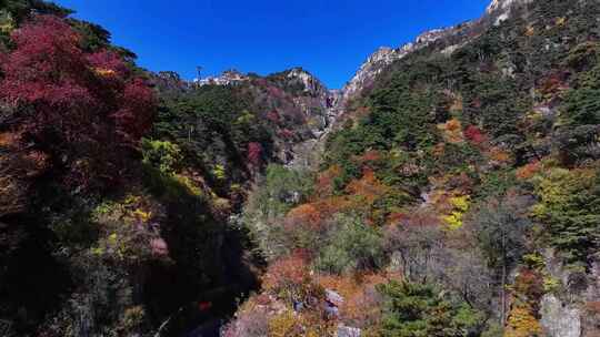 泰山对松山的秋色