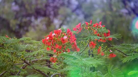 风天的红花景观