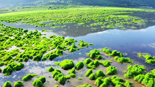 夏天绿色清新的腾冲北海湿地