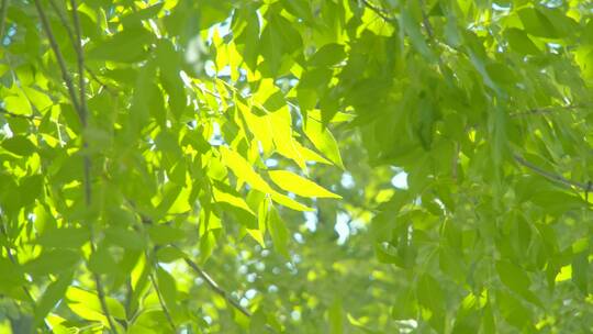 夏天阳光树叶唯美空镜头意境植物