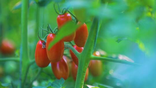 圣女果番茄采摘现代农业蔬菜大棚