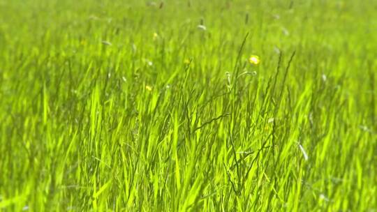 草地上的绿草