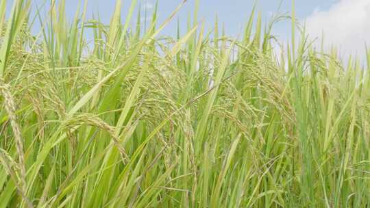 水稻丰收稻田大米稻穗视频素材模板下载