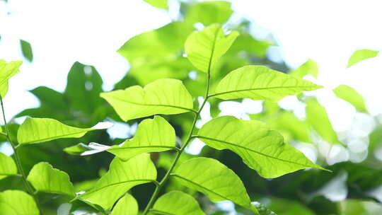 森林树木树枝树叶植被