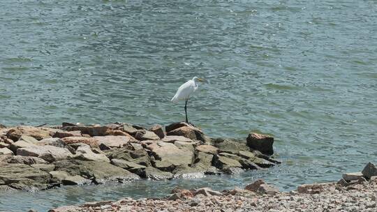 中白鹭停留在岸边稍作休息