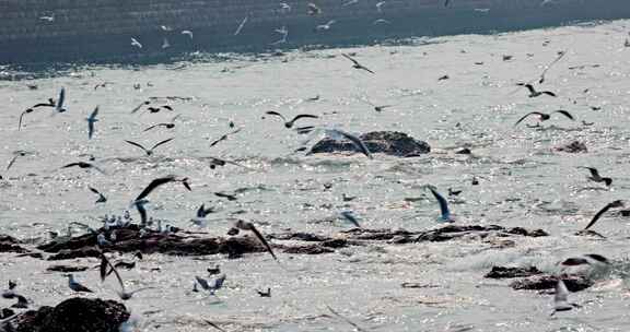大海海面飞翔的海鸥