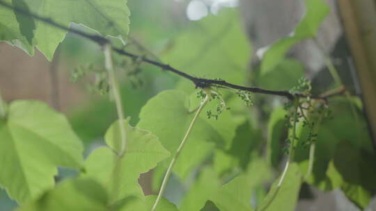 植物藤蔓空镜