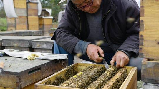 养蜂人在养蜂场忙碌饲养蜜蜂