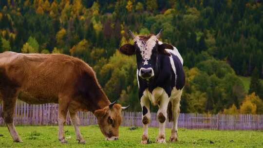 正在牧场吃草的两只牛视频素材模板下载