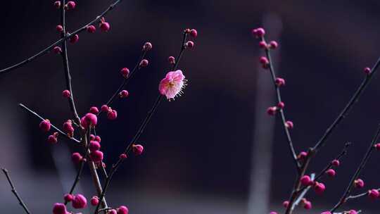 盛开的梅花