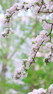 春天中国北京故宫博物院内绽放的海棠花竖屏