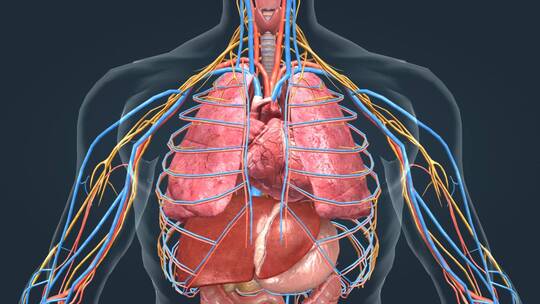 三维人体器官心脏心跳循环系统医学动画