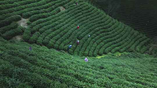 唯美茶园航拍