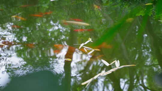 园林里池塘锦鲤鲤鱼