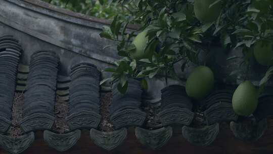 屋檐上的柚子