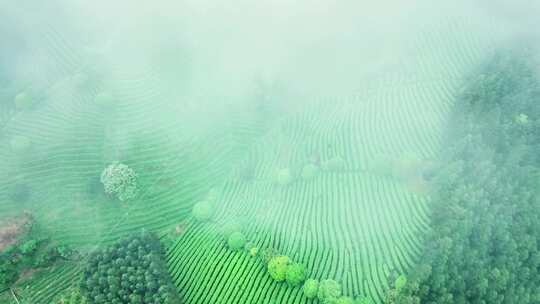 云雾缭绕茶园