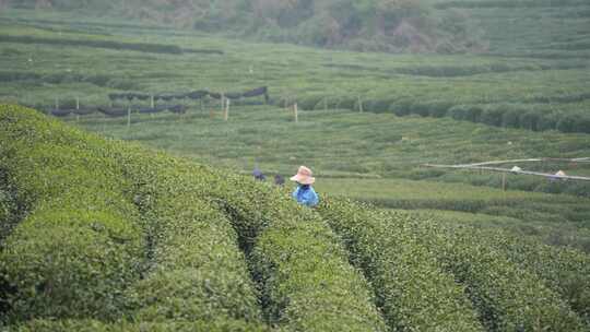 茶叶茶山采茶茶园茶叶红茶绿茶春茶茶叶茶