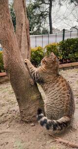 小猫咪的各种形态