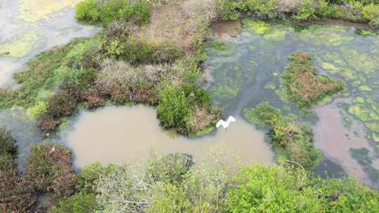 红树林基围鱼塘、红树林、白鹭